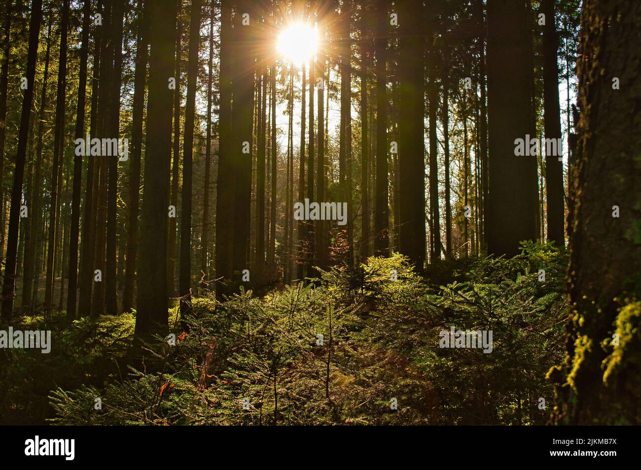 Black forest germany landscape hi-res stock photography and images - Alamy
