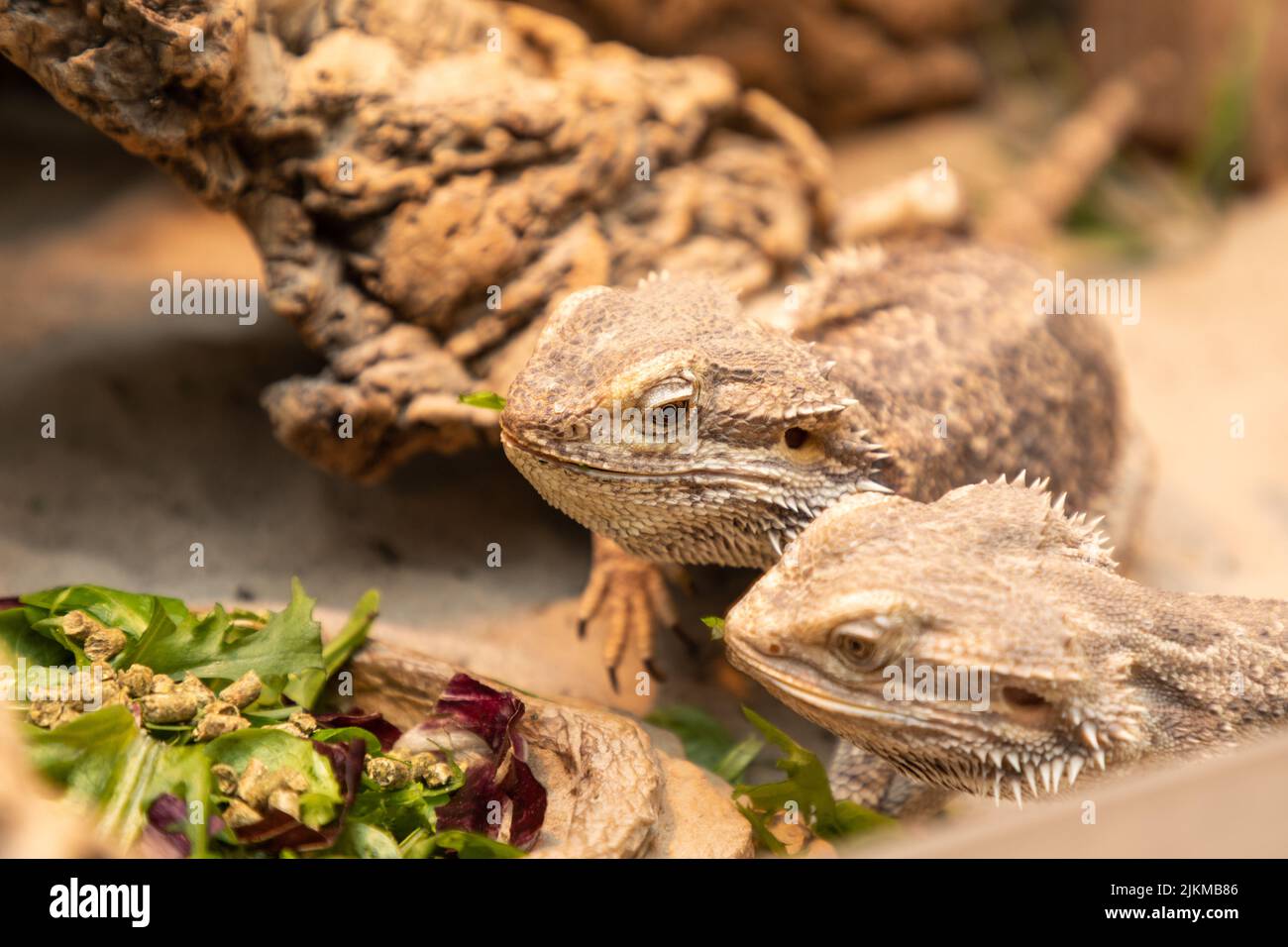 bearded dragon in the terrarium Stock Photo Alamy