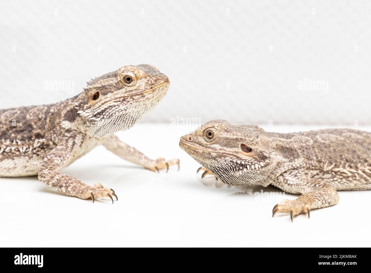 bearded dragon in the terrarium Stock Photo Alamy