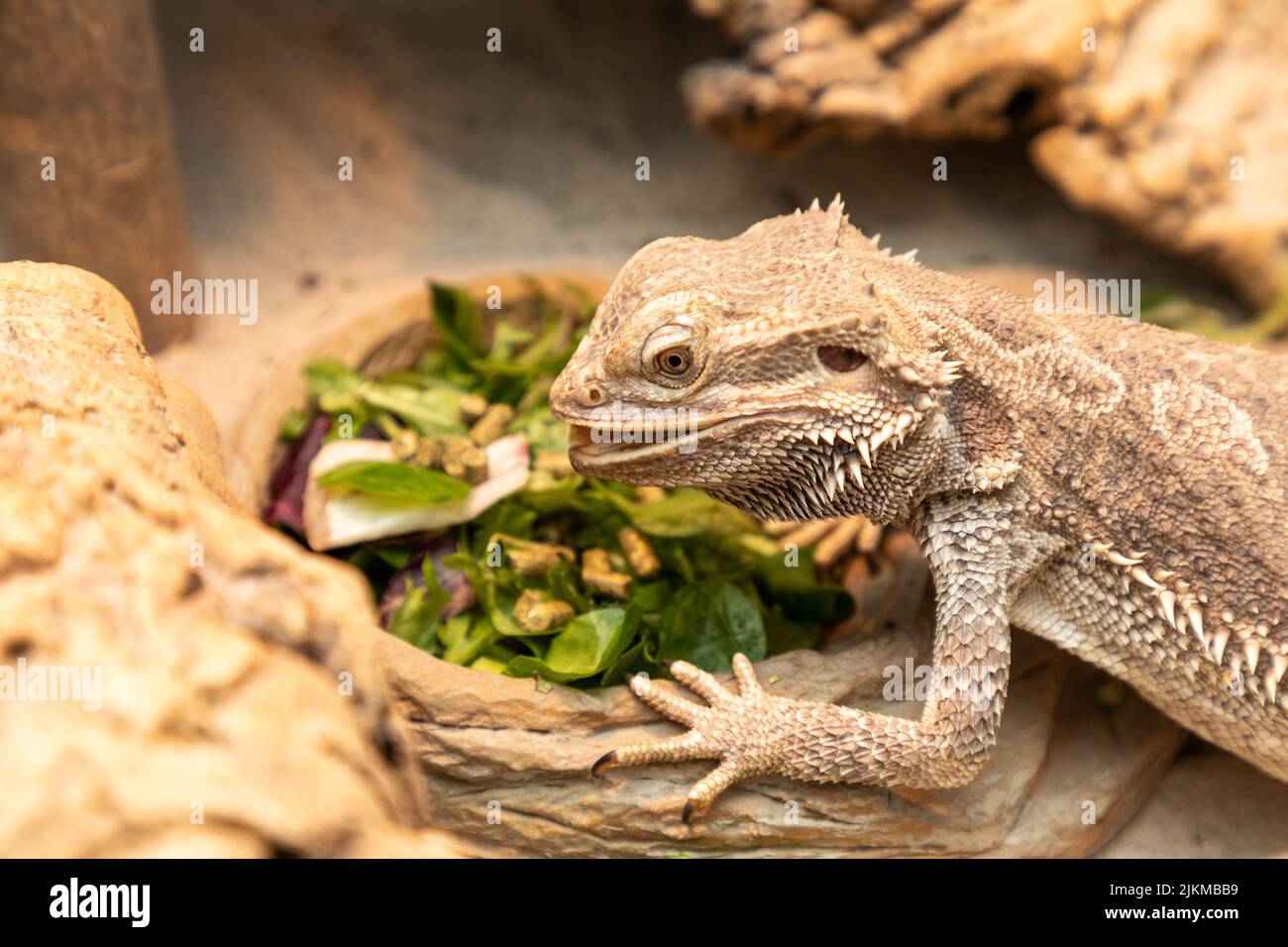 bearded dragon in the terrarium Stock Photo Alamy