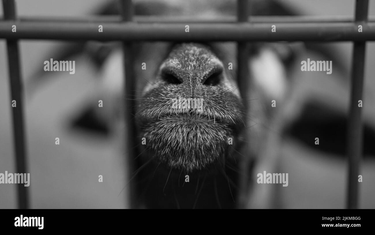 a goat in portrait where the snout is stretched towards. the snout is the sharp and meaningful point in the animal photo. in black white Stock Photo