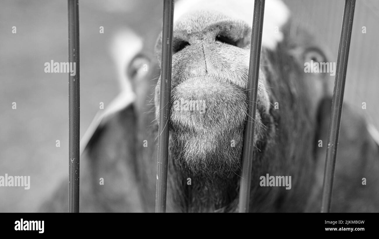 a goat in portrait where the snout is stretched towards. the snout is the sharp and meaningful point in the animal photo. in black white Stock Photo