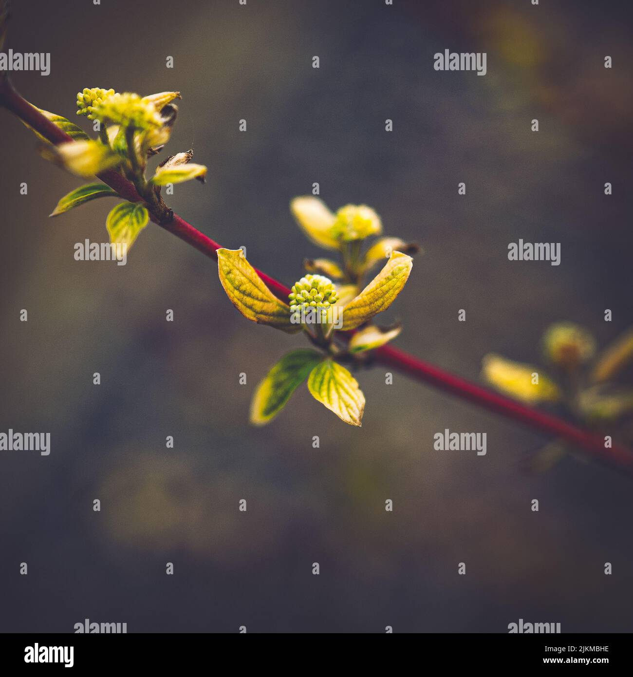 A closeup shot of flower buds on a branch Stock Photo
