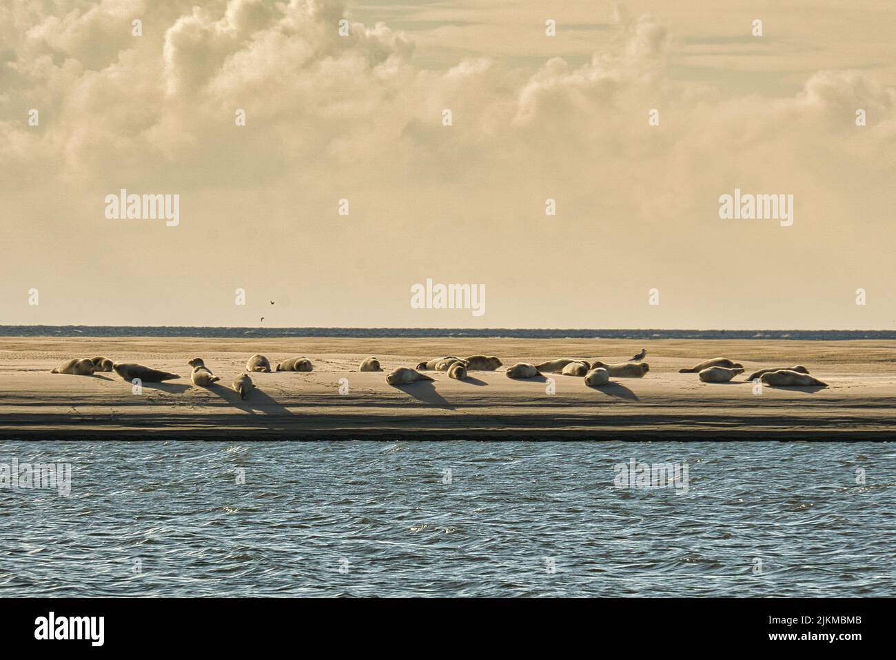 Seal hunt fish hires stock photography and images Alamy