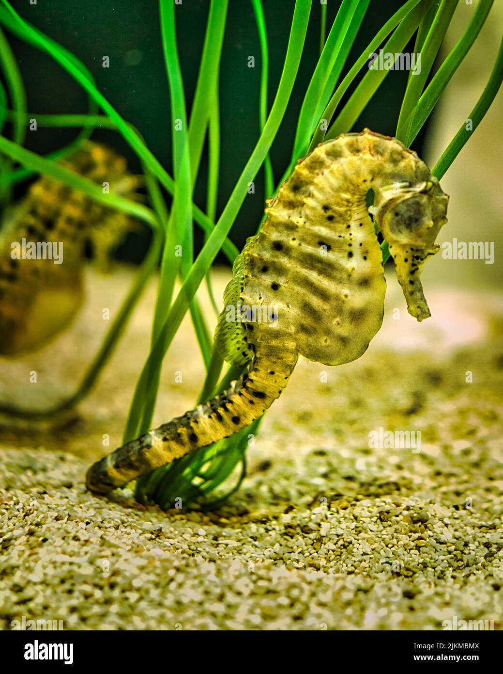 seahorses in sea grass. small aquatic animals in close up. interesting to observe. detailed and beautiful. Stock Photo
