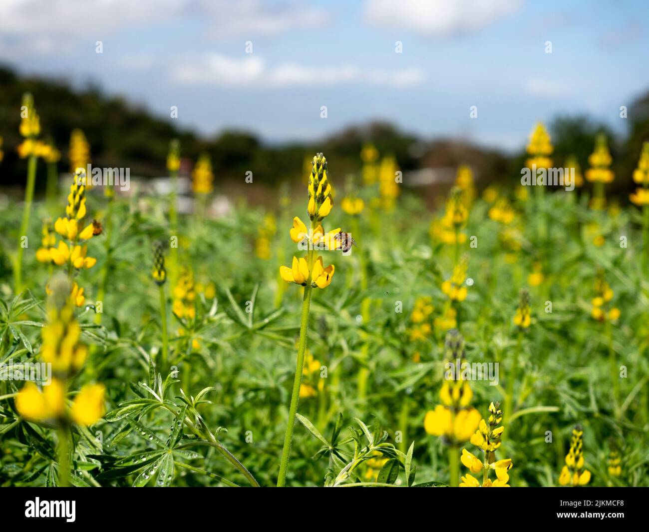A soft focus of a bee gathering nectar from a field of yellow lupine flowers in spring Stock Photo
