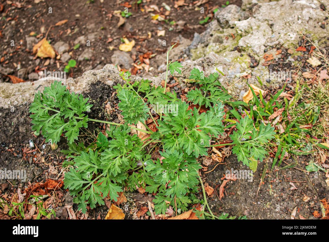 Closeup of fresh growing sweet wormwood Artemisia Annua, sweet annie, annual mugwort grasses in the wild field, Artemisinin medicinal plant, natural g Stock Photo