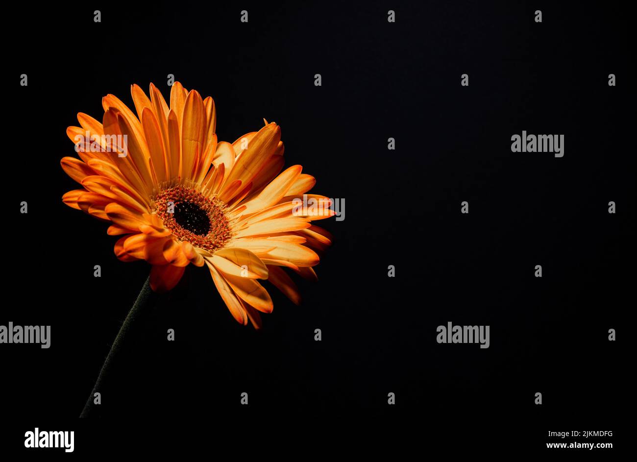 Yellow daisy background wallpaper hi-res stock photography and images