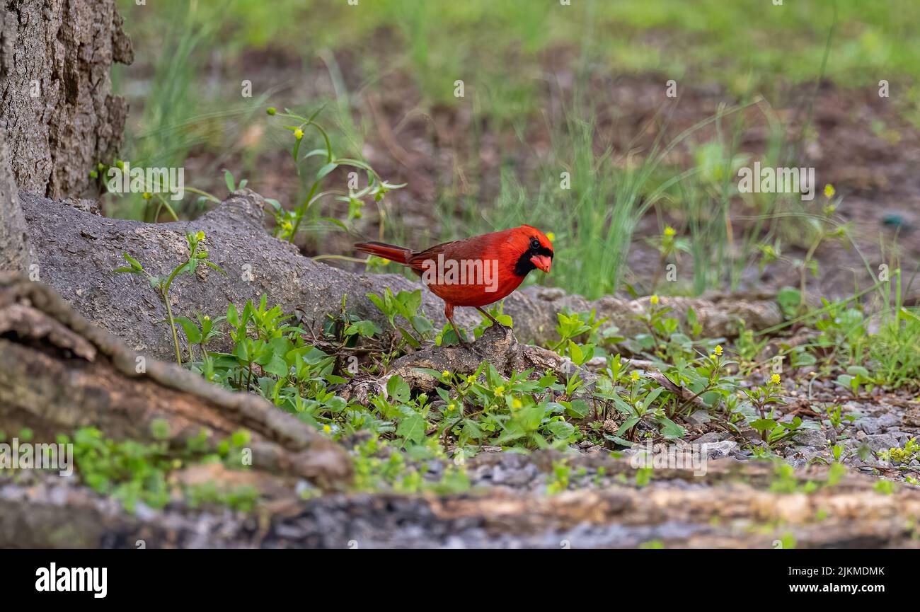 A closeup of a red cardinal perched on a tree root covered with green grass Stock Photo