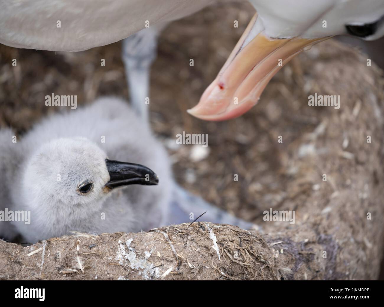 Over 70% of the global population of the the black-browed albatross ...
