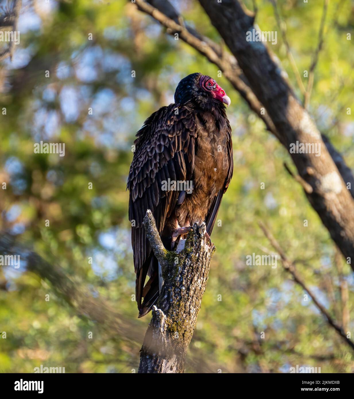 Vulture nest hires stock photography and images Alamy