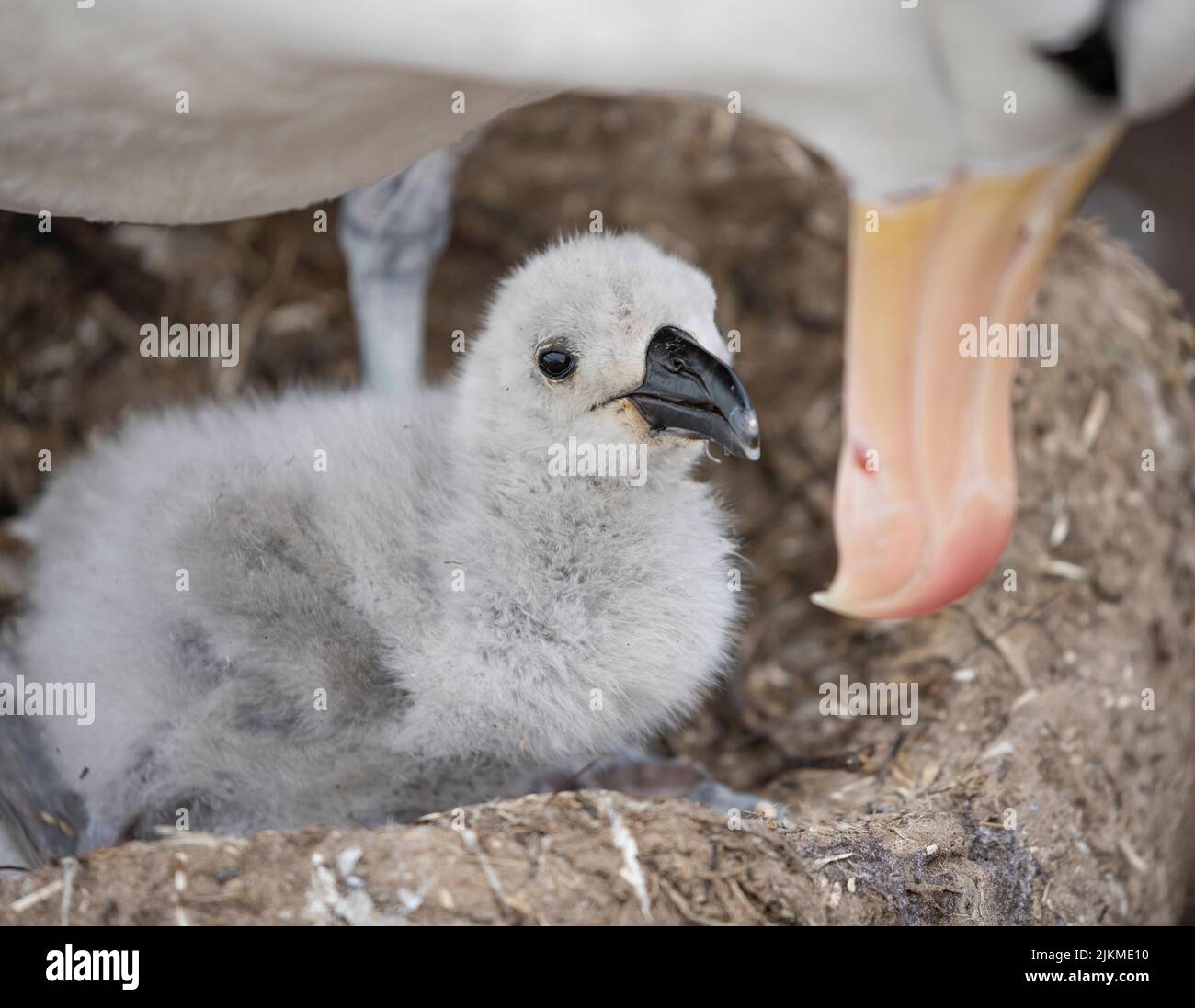 Over 70% of the global population of the the black-browed albatross ...