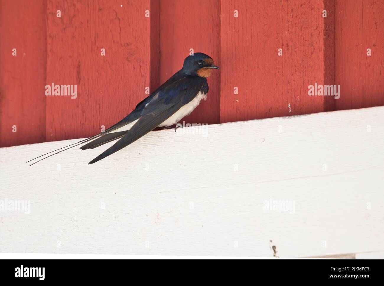 Swallow (Hirundo rustica), making use of an exterior light on a building as a perch Stock Photo