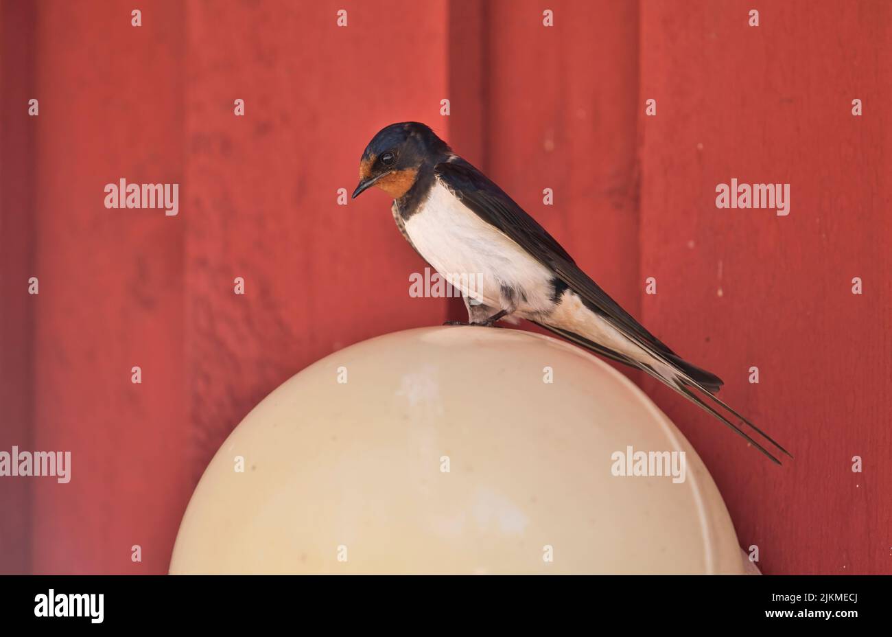 Swallow (Hirundo rustica), making use of an exterior light on a building as a perch Stock Photo