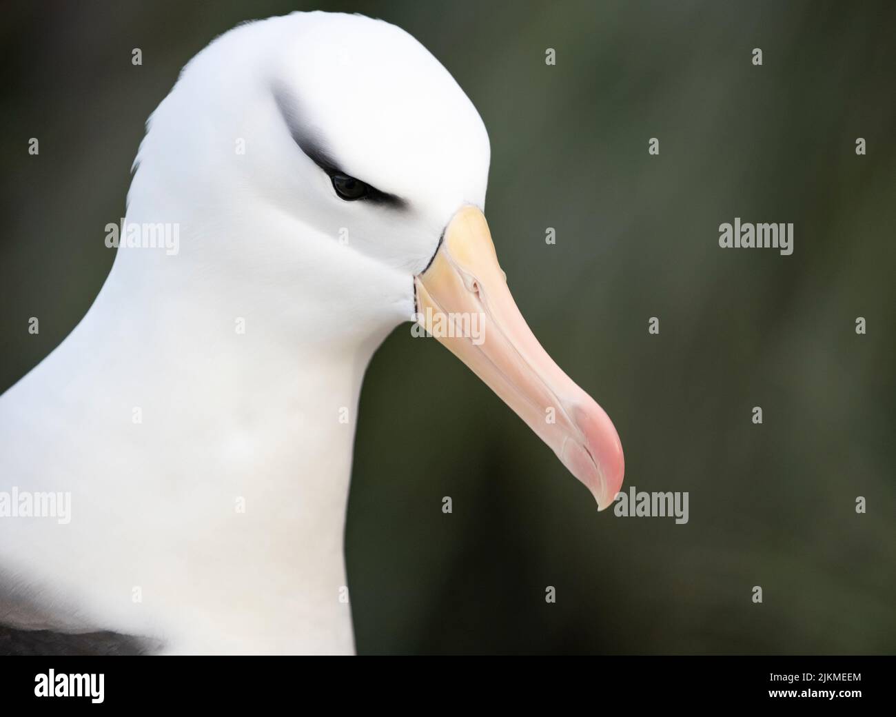 Over 70% of the global population of the the black-browed albatross (Thalassarche melanophris) breed in rookeries in the Falkland Islands Stock Photo