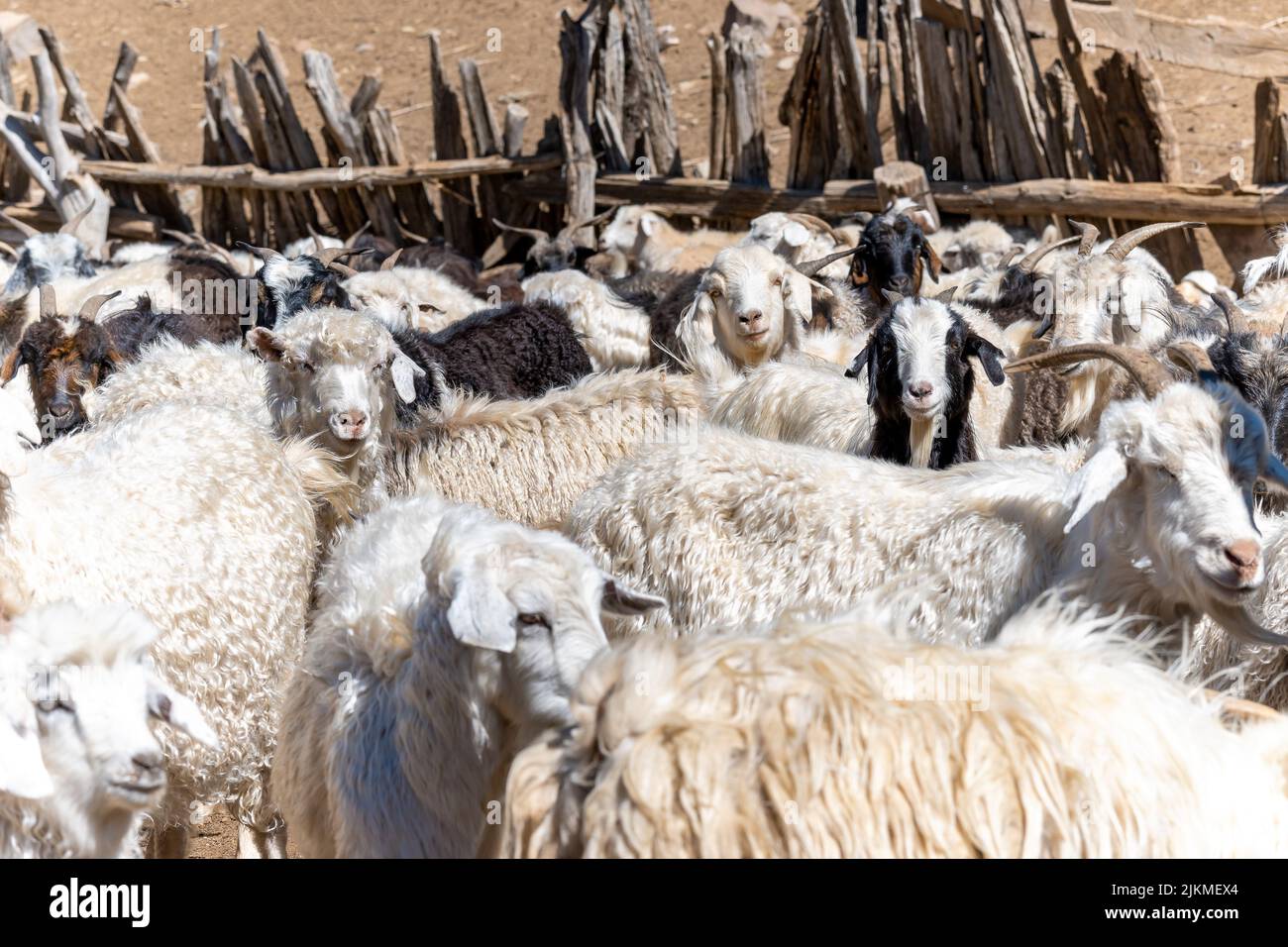 Corral of chivas (goats) in patagonia Argentina. Stock Photo