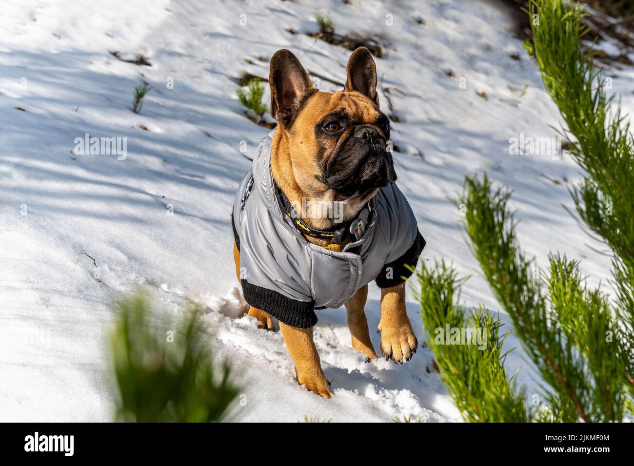 A Closeup of a brown French Bulldog with a gray winter coat standing on a snow Stock Photo