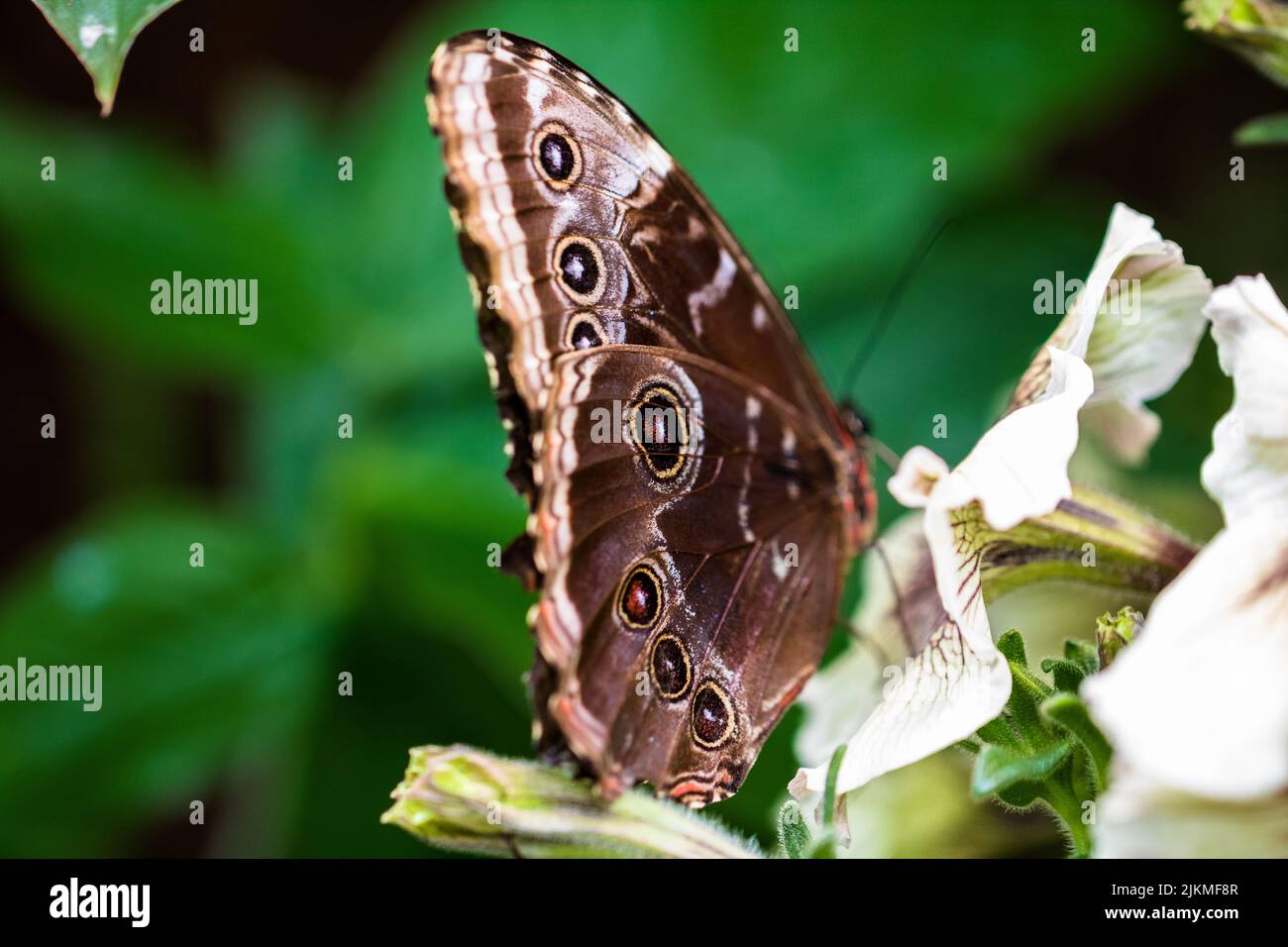 A closeup of a Blue Morpho butterfly perched on a tiny pink flower in a green shrub Stock Photo
