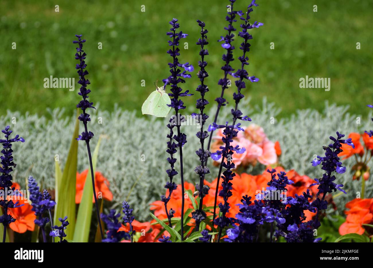 A macro shot of a butterfly on lavender flowers in a garden Stock Photo