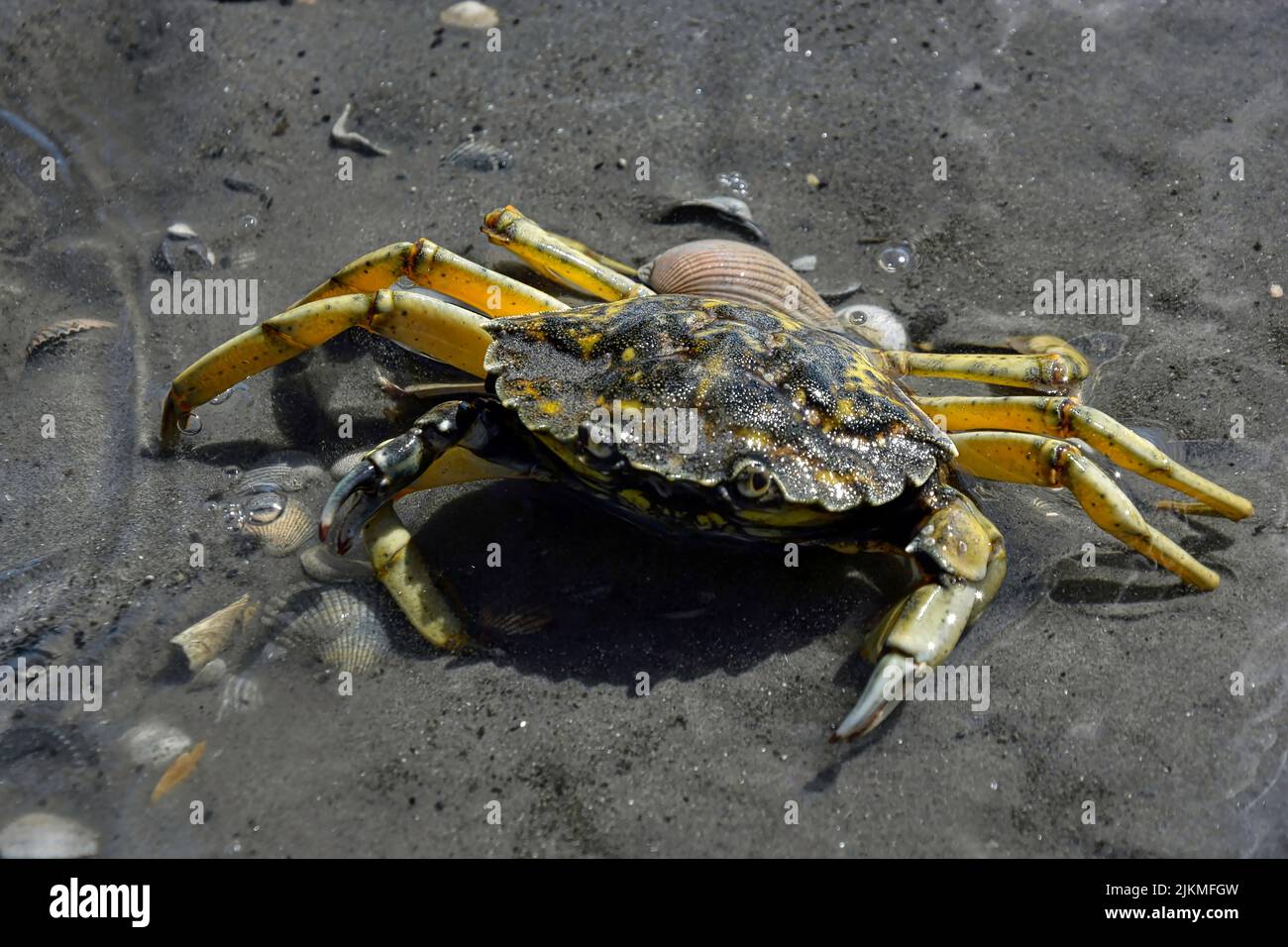 Small crab crawling on stony ground Stock Photo - Alamy