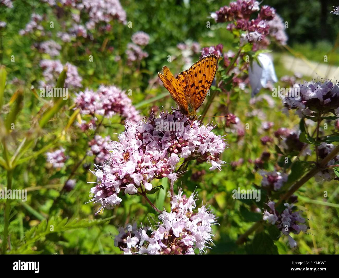 A closeup of a meadow brown butterfly perched on tiny pink flower in green shrub in sunlight Stock Photo