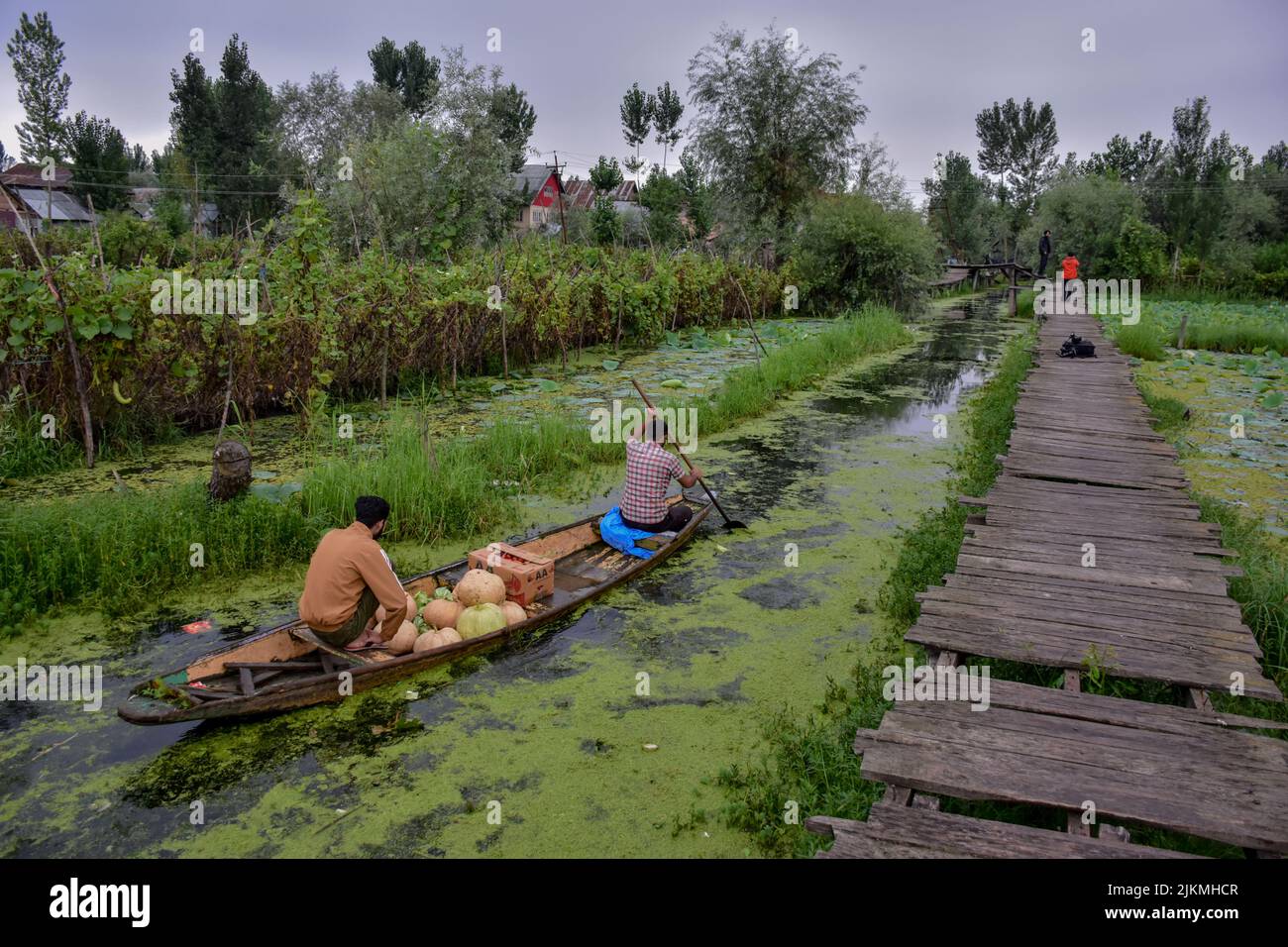 Srinagar, Kashmir, India. 2nd Aug, 2022. Kashmiri men row a boat ferrying vegetables in the depth of Dal lake. Dal Lake is famed for its floating vegetable market which supplies varieties of vegetables all year to many towns across the Kashmir valley. This floating vegetable market comprises of many floating gardens as well as local varieties of organic vegetables. It is one of the very famous floating markets in the world. The vegetable market opens at 4'o clock in the morning even before the sun rises and closes within the next two hours. (Credit Image: © Saqib Majeed/SOPA Images via ZUMA Stock Photo