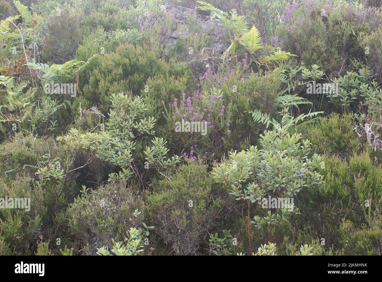 Plants flowers and mountains hi-res stock photography and images - Alamy