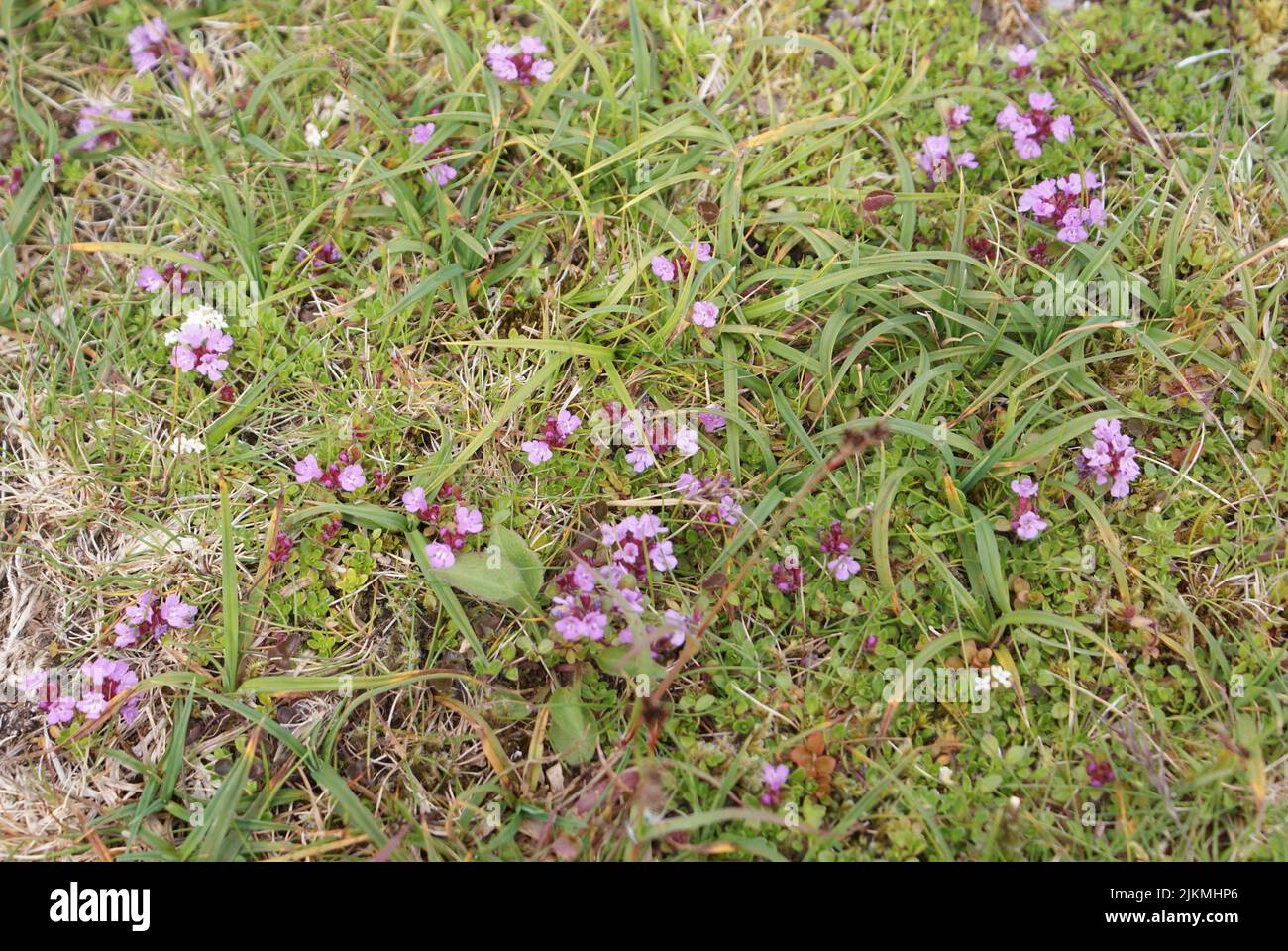 Some thyme flowers grow on the ground surrounded by rocks. Stock Photo