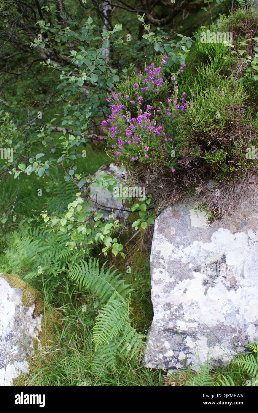 A vertical shot of purple wildflowers grow on a rock in Scotland Stock Photo