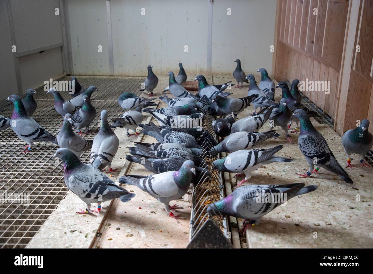 Illustration picture shows the infrastructure of a pigeon keeper, in Wichelen, Tuesday 02 August 2022. Last weekend, 20,000 racing pigeons went missing after an international race from Narbonne, France. Pigeon racing is the sport of releasing specially trained homing pigeons, which then return to their homes over a carefully measured distance. The time it takes the animal to cover the specified distance is measured and the bird's rate of travel is calculated and compared with all of the other pigeons in the race to determine which animal returned at the highest speed. Keeping, breeding and 'pl Stock Photo