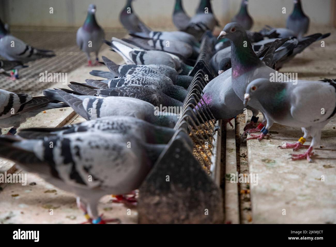 Illustration picture shows the infrastructure of a pigeon keeper, in Wichelen, Tuesday 02 August 2022. Last weekend, 20,000 racing pigeons went missing after an international race from Narbonne, France. Pigeon racing is the sport of releasing specially trained homing pigeons, which then return to their homes over a carefully measured distance. The time it takes the animal to cover the specified distance is measured and the bird's rate of travel is calculated and compared with all of the other pigeons in the race to determine which animal returned at the highest speed. Keeping, breeding and 'pl Stock Photo