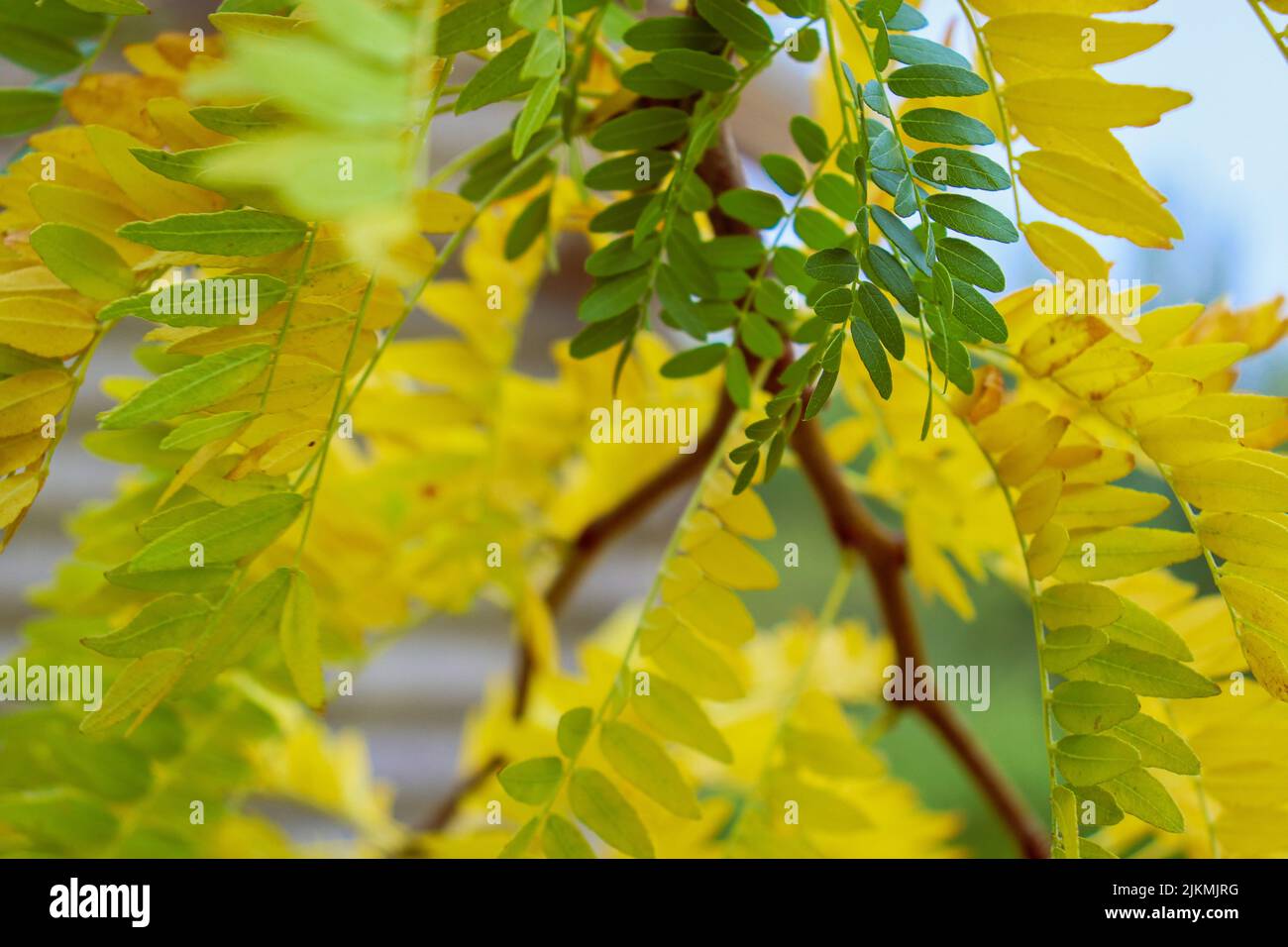 The autumn branches of Acacia in the garden Stock Photo Alamy