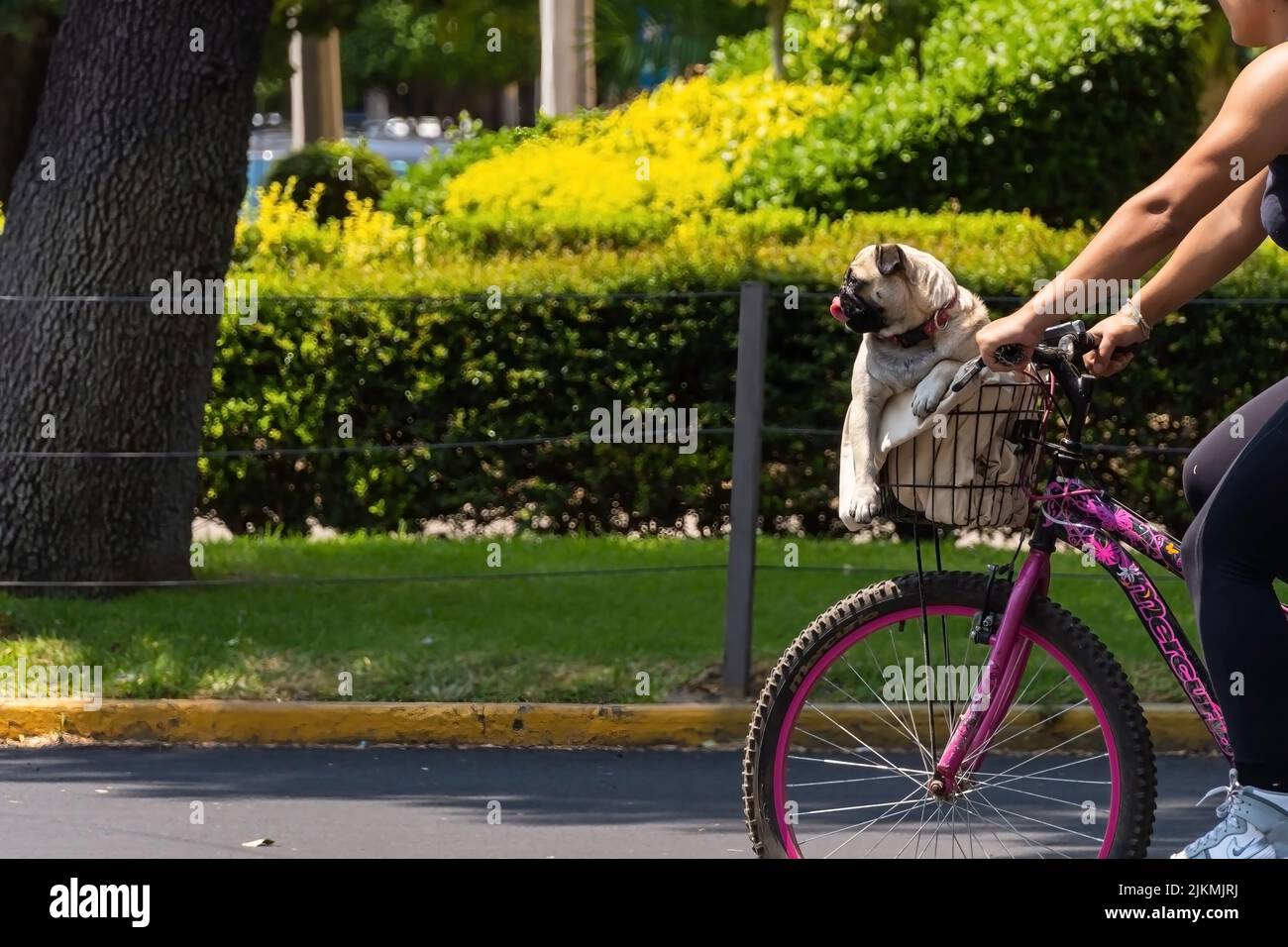 a pug dog sitting in the basket of a bicycle with its tongue out, Stock Photo