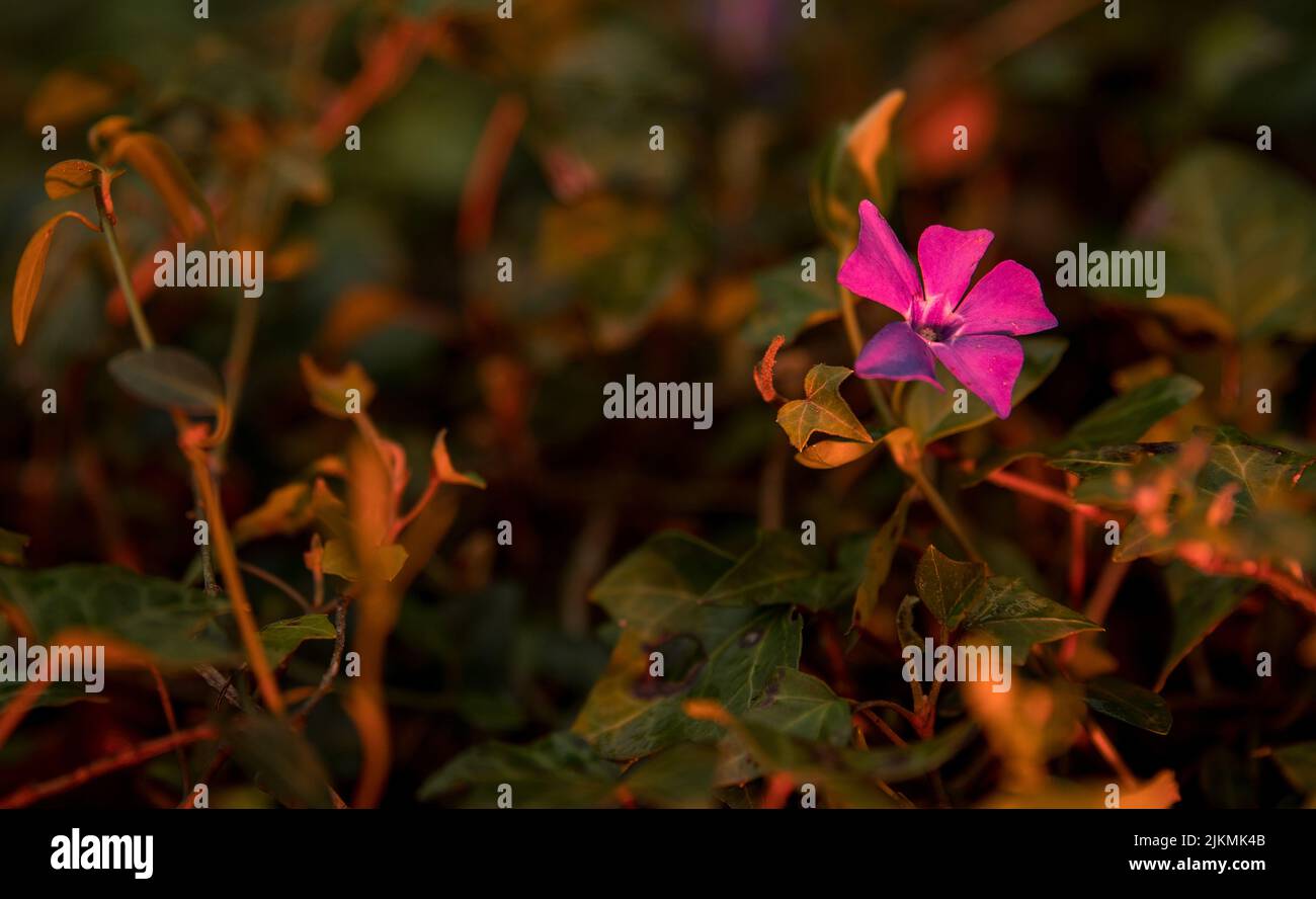 A selective focus shot of a pink wildflower under the sunset light Stock Photo
