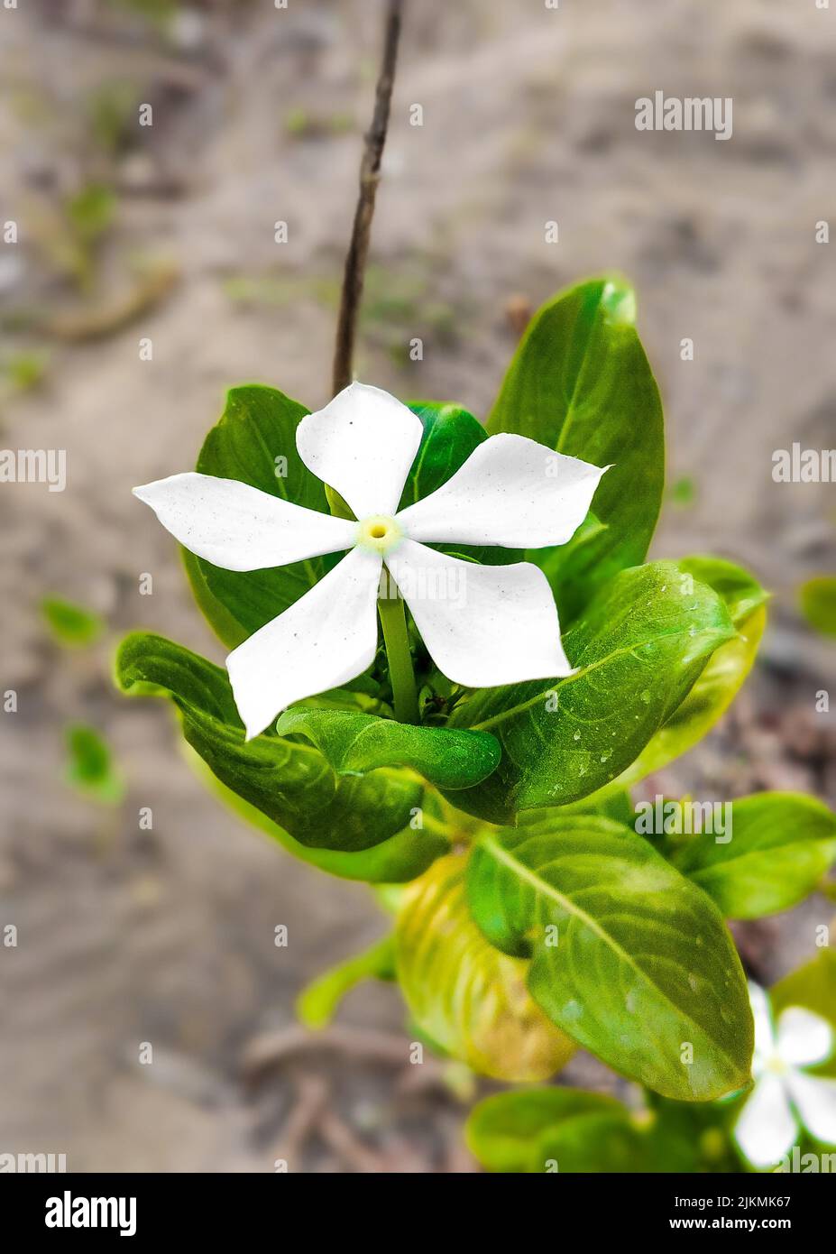 A closeup shot of blooming white periwinkle Stock Photo