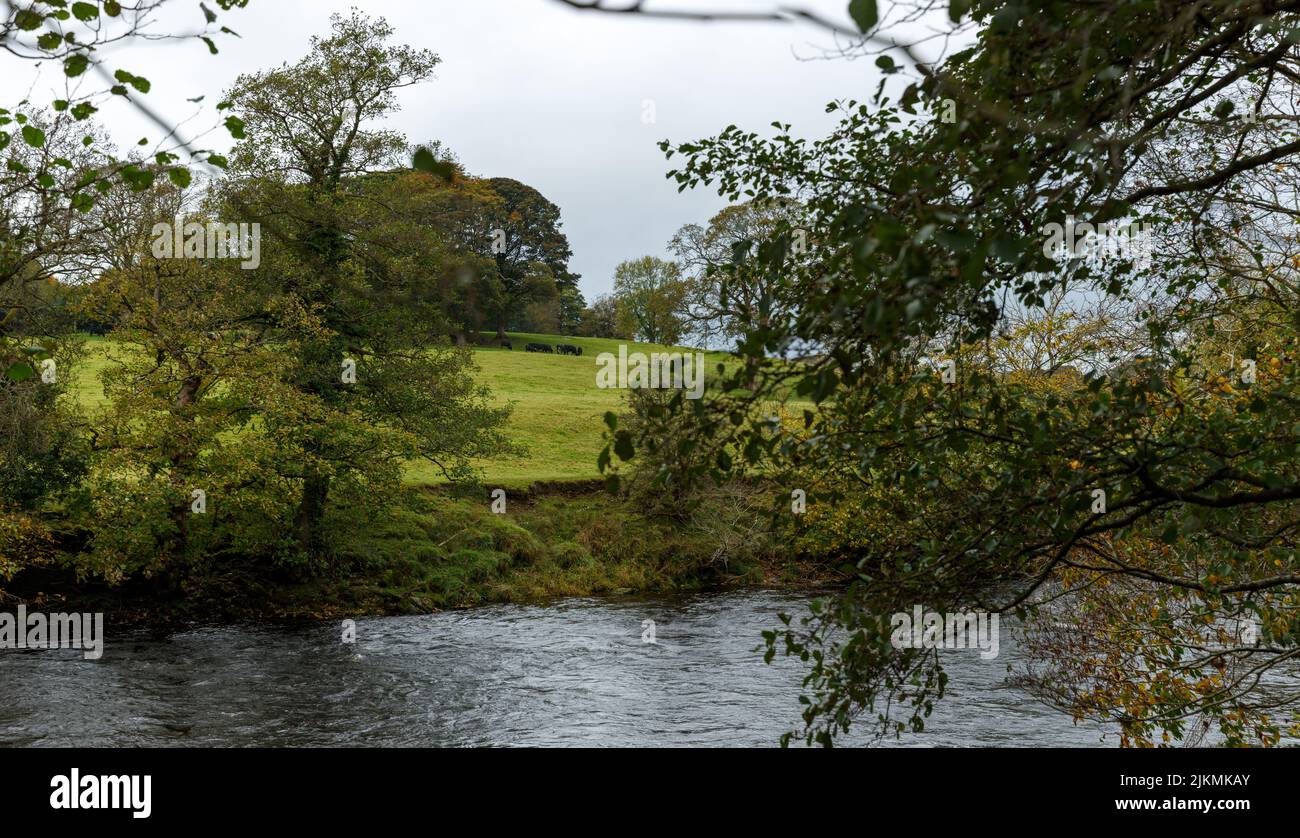 A closeup of a river through the forest in the North of Yorkshire ...