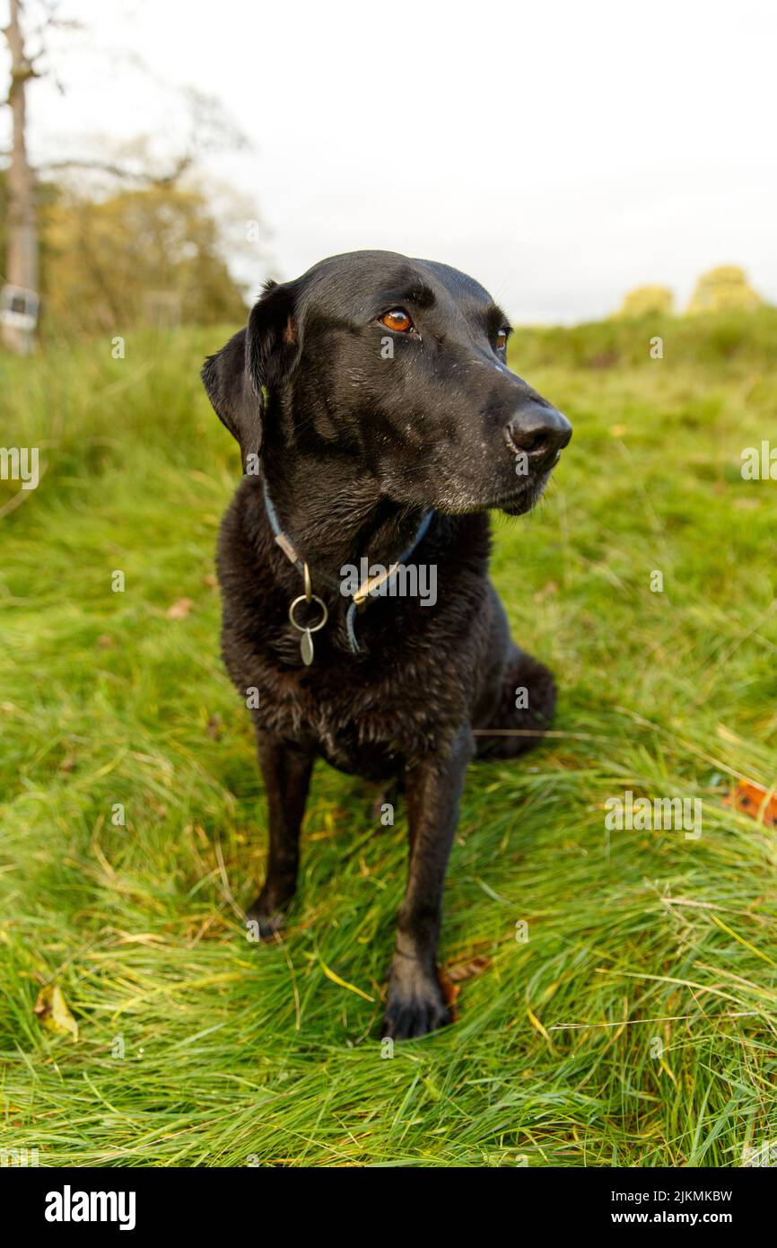 A closeup of an old labrador in a field in the North of Yorkshire
