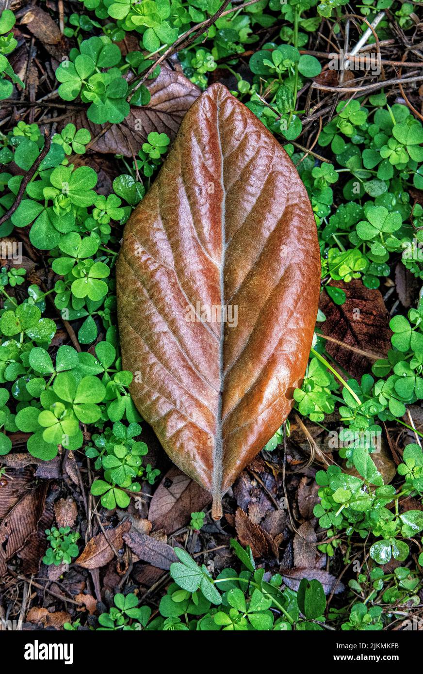 A top view of big leaf fallen on the small green leaves and flowers in park during autumn Stock Photo
