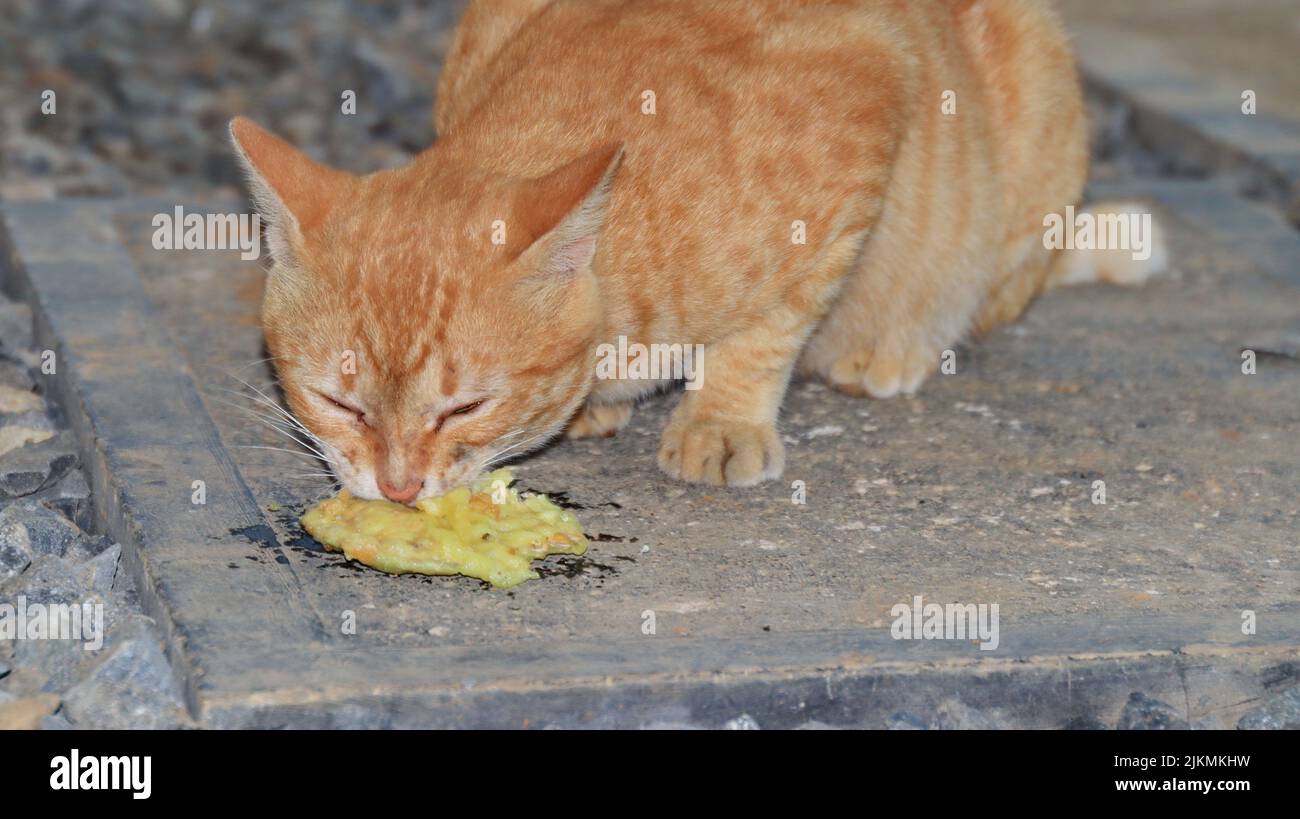 the cat eats fried tempeh on the floor deliciously and relaxed Stock