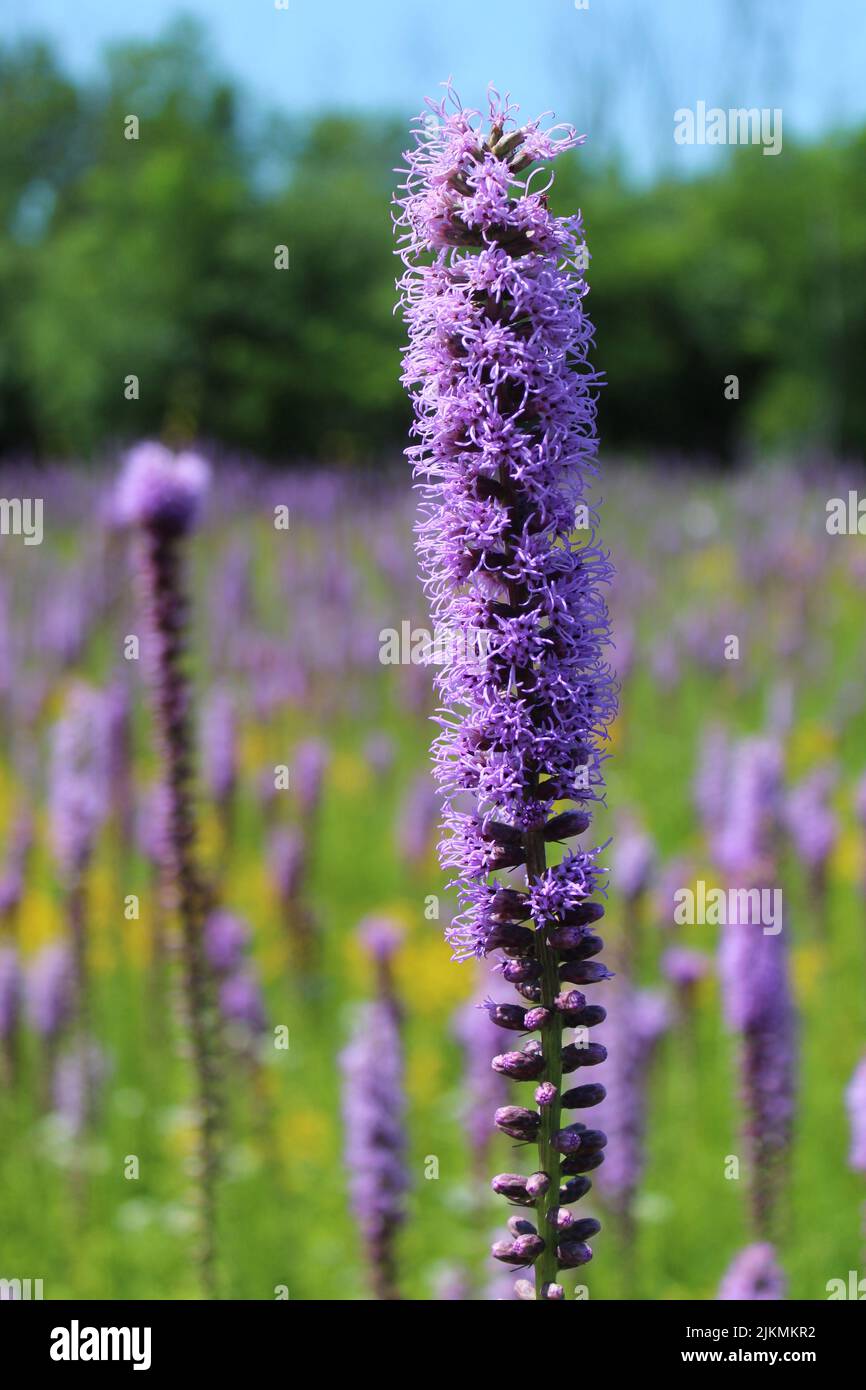 Prairie blazing star wildflowers with many in the background at Camp