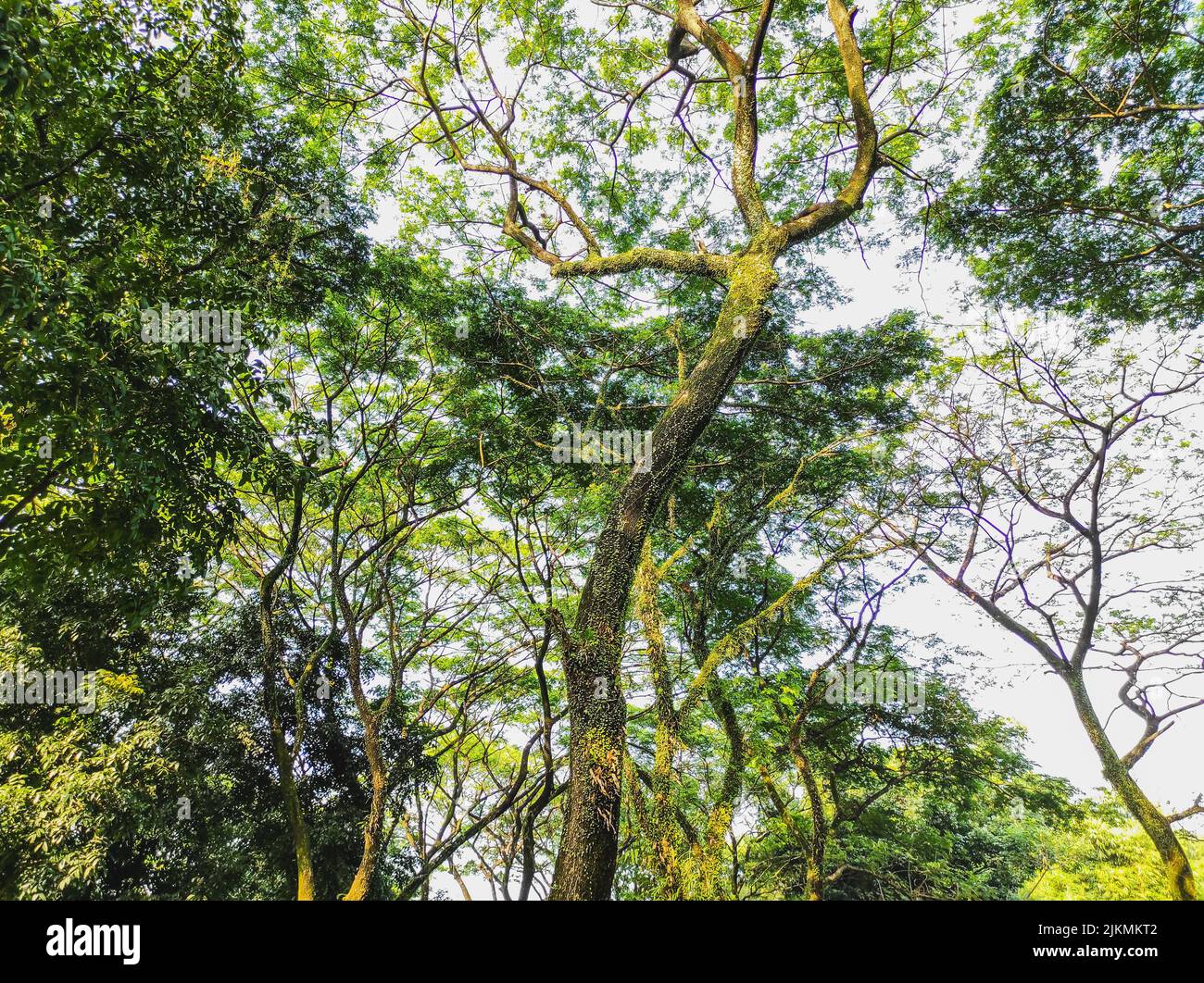 Tall tree hi-res stock photography and images - Alamy