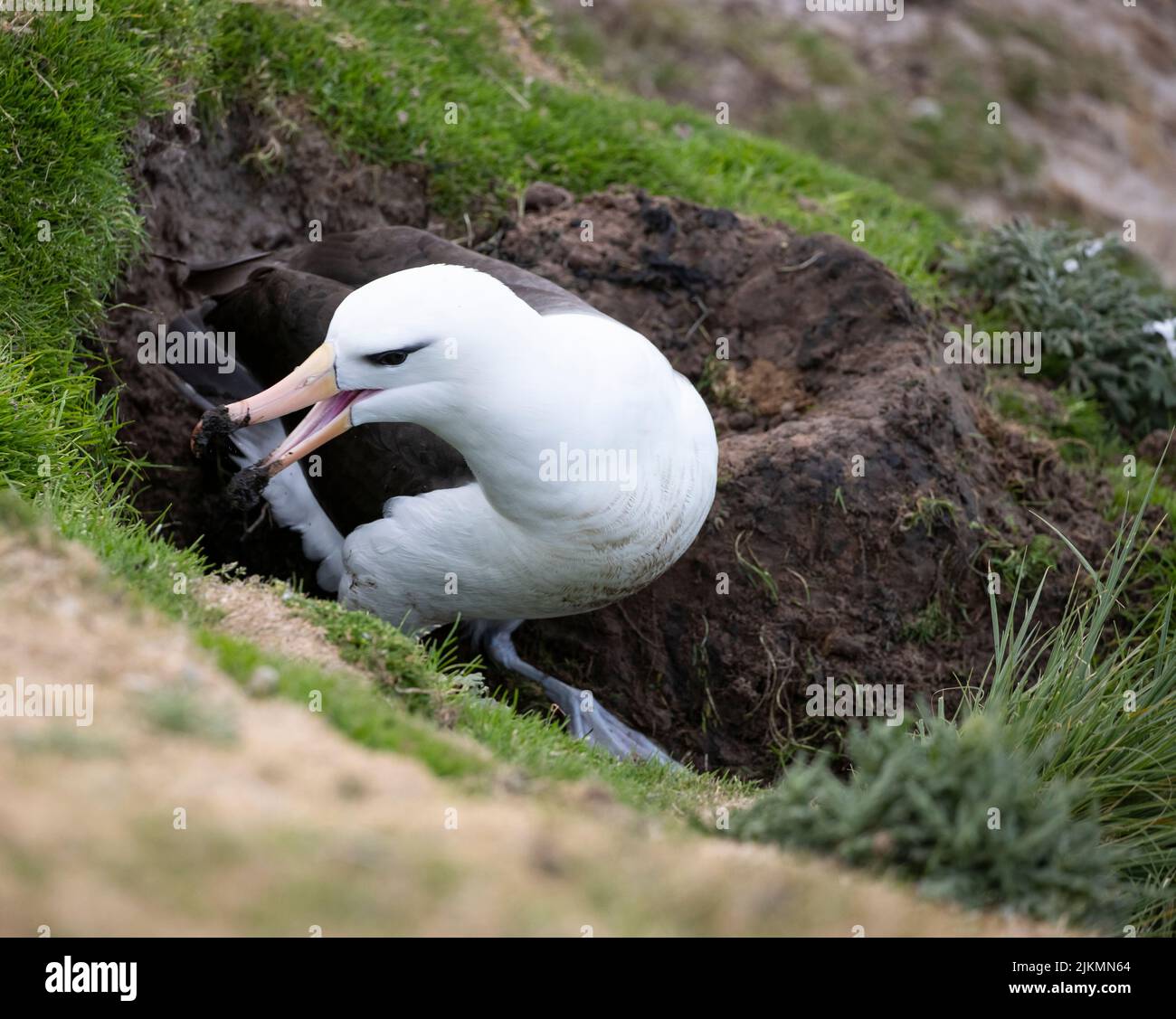 Over 70% of the global population of the the black-browed albatross ...