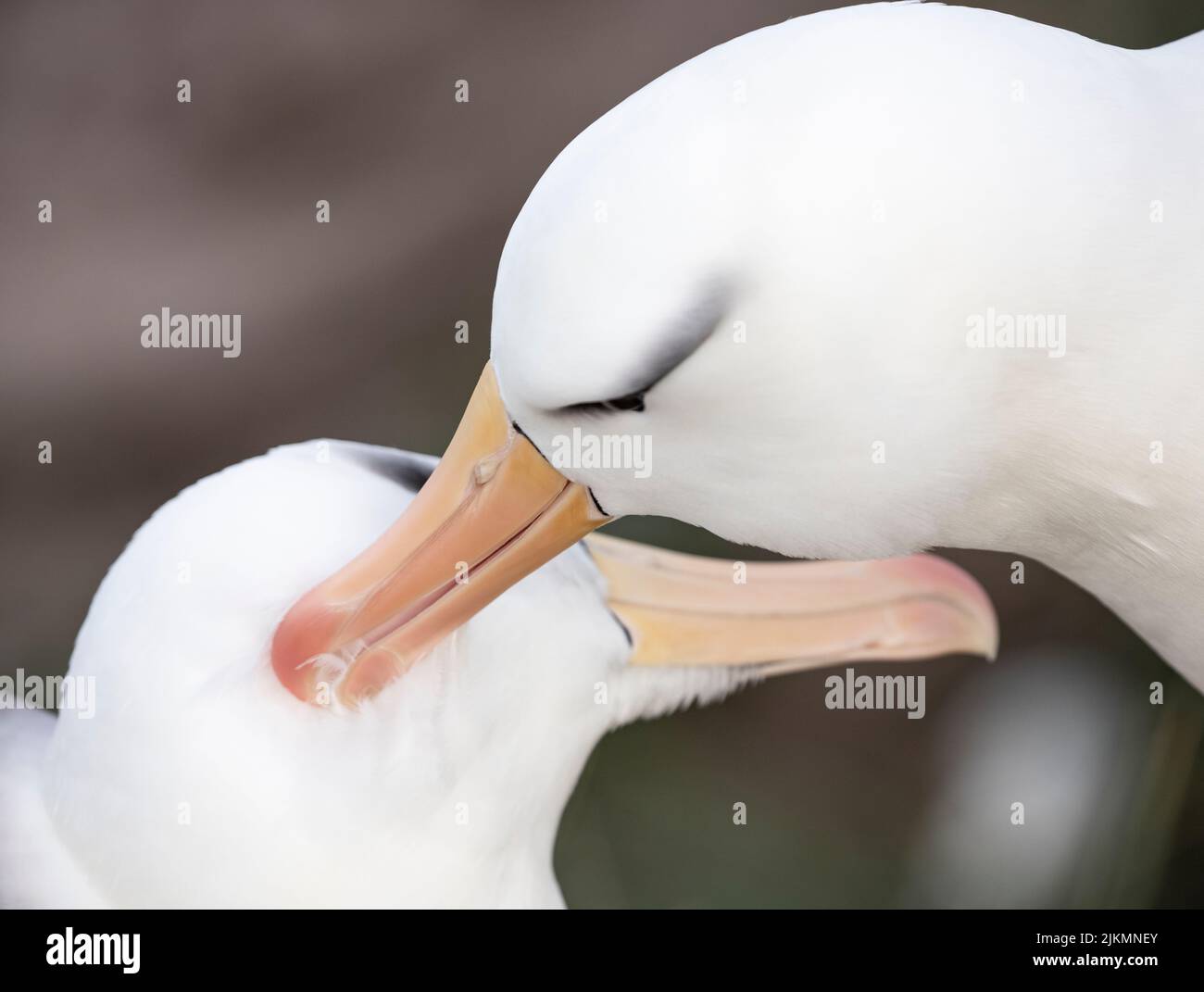 Over 70% of the global population of the the black-browed albatross ...