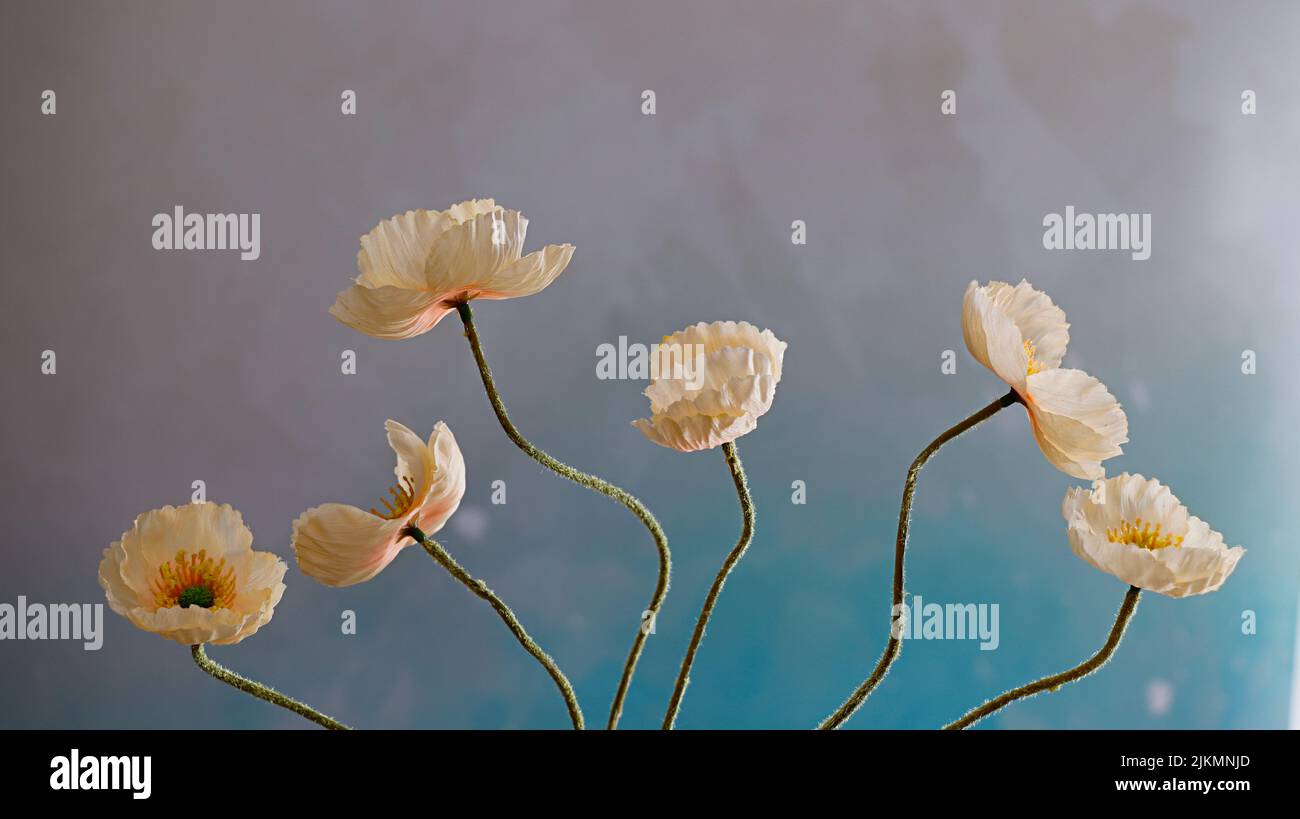 Blue poppy petals hi-res stock photography and images - Alamy