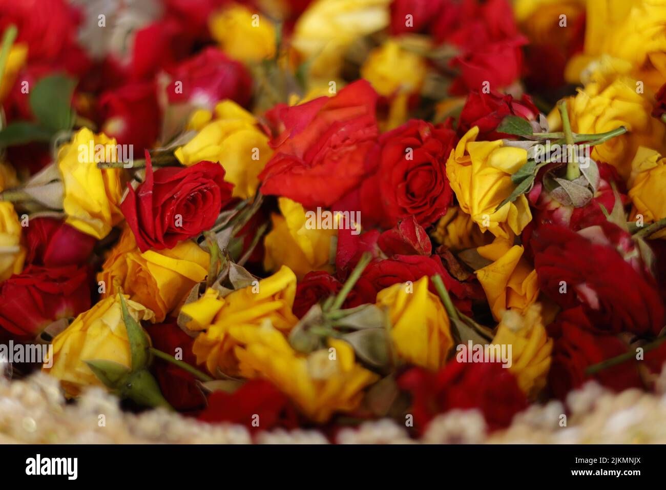 Green heads hi-res stock photography and images - Alamy