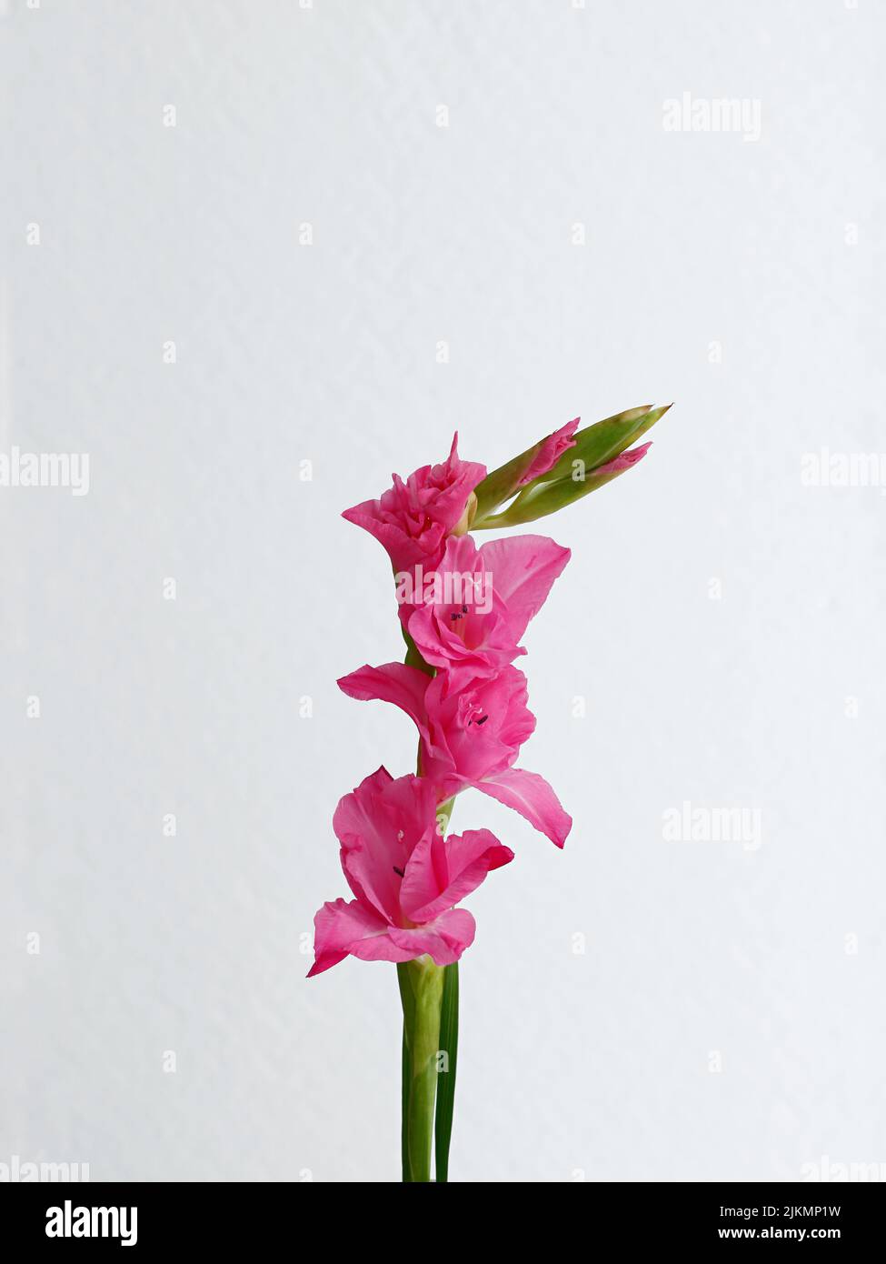 A purple gladiolus flower isolated on a white background stock photo