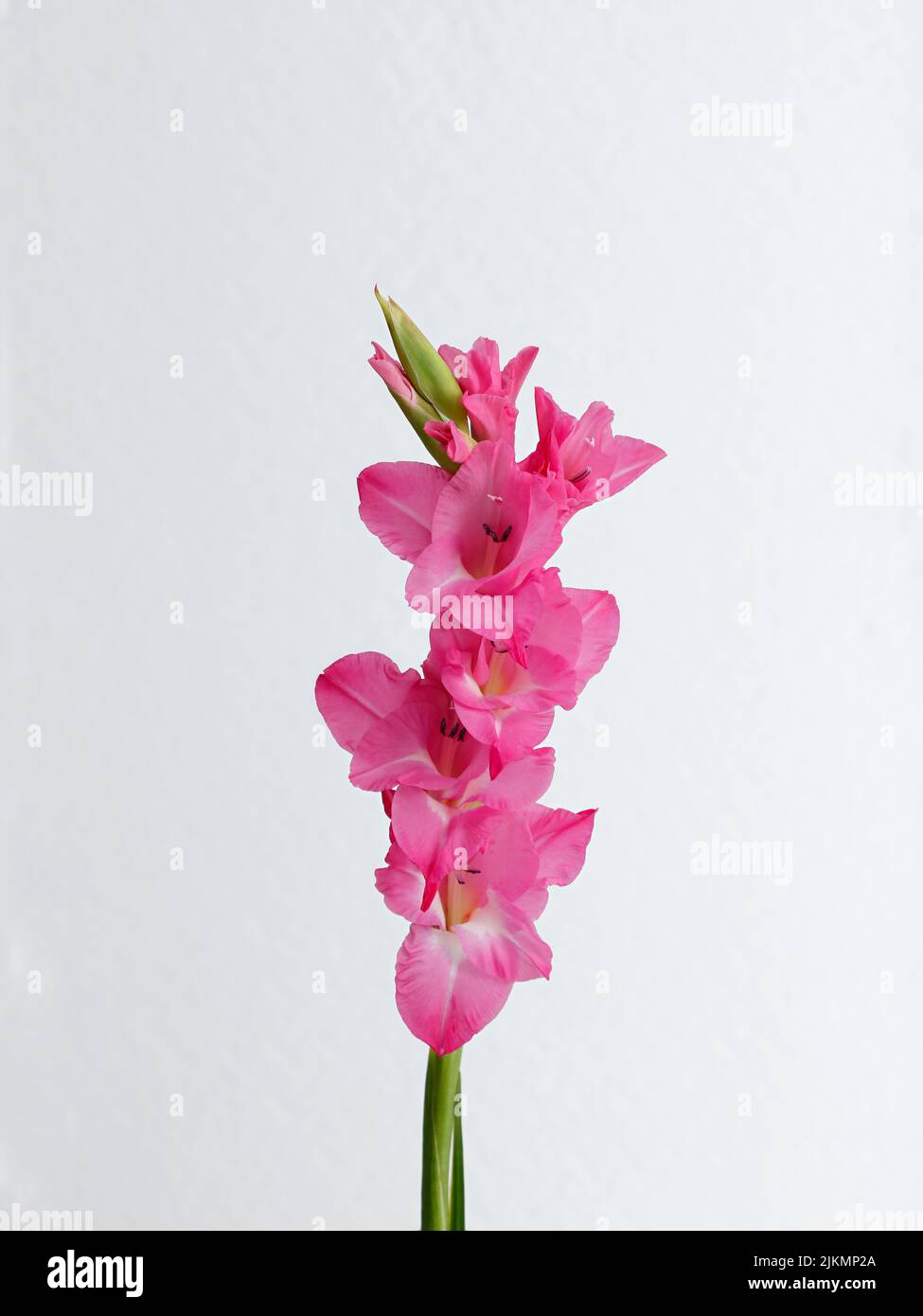 Pink and white gladiolus hi-res stock photography and images - Alamy