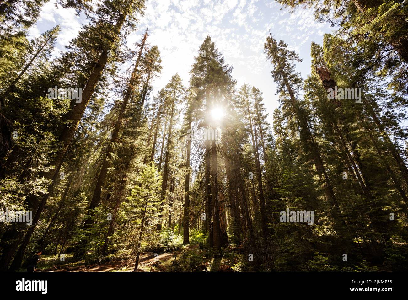 Trees in Sequoia National Park, California Stock Photo