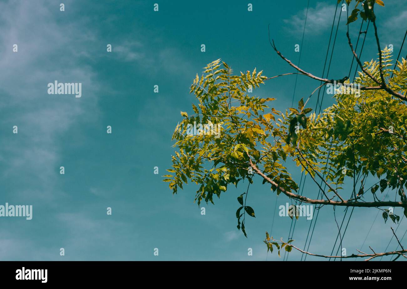 A low angle of a tree branch with bright leaves under a blue sky Stock ...