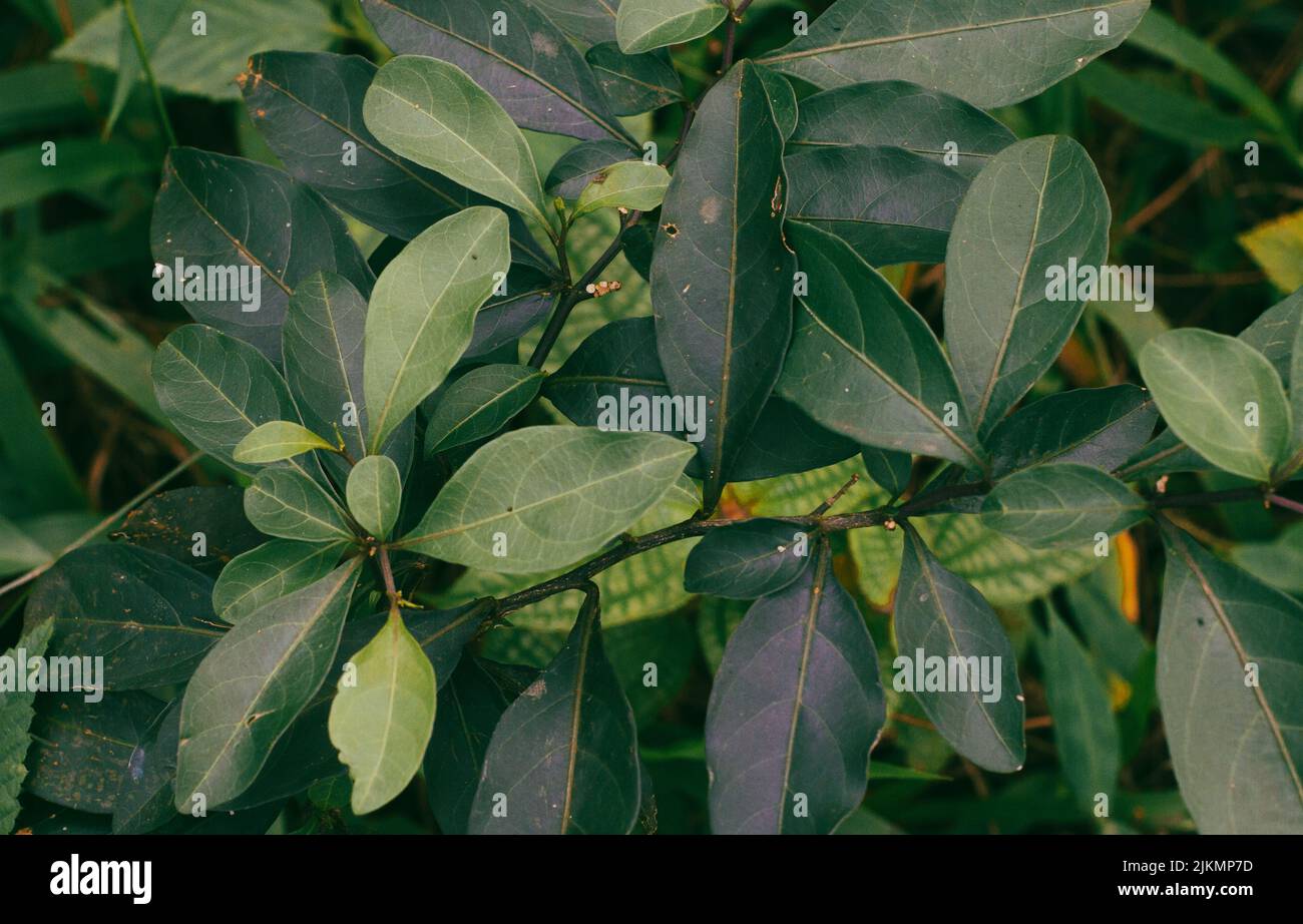 A closeup of long and dark green leaf branches Stock Photo - Alamy
